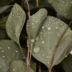 Eucalyptus – Pure-Castile Magic Bar Soap