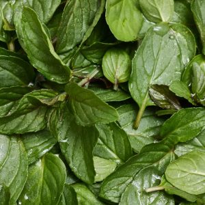 Peppermint – Pure-Castile Magic Bar Soap