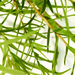 Tea Tree – Pure-Castile Magic Bar Soap